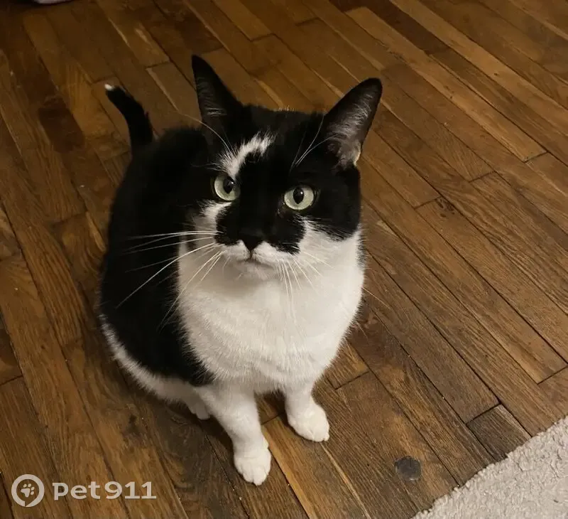 Chat mâle 3 ans perdu à Lyon - photo