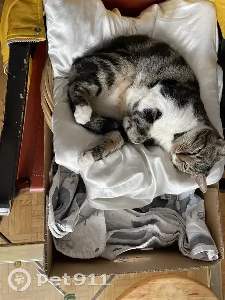 Chat tigré perdu, ventre et pattes blancs - photo