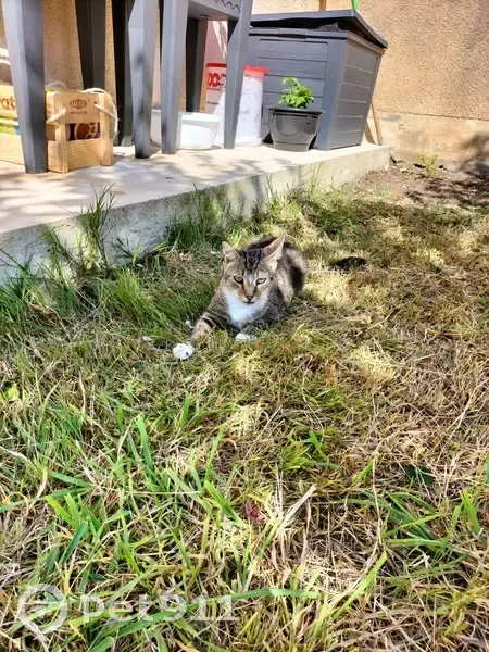 Jeune chat tigré trouvé, calme et sociable - photo