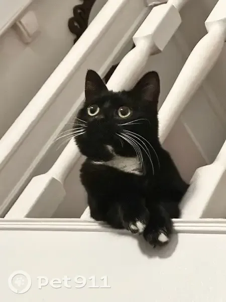 Petit chat noir et blanc perdu à Chaillot - photo