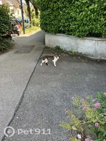 Jeune chat maigre trouvé à Annecy - photo