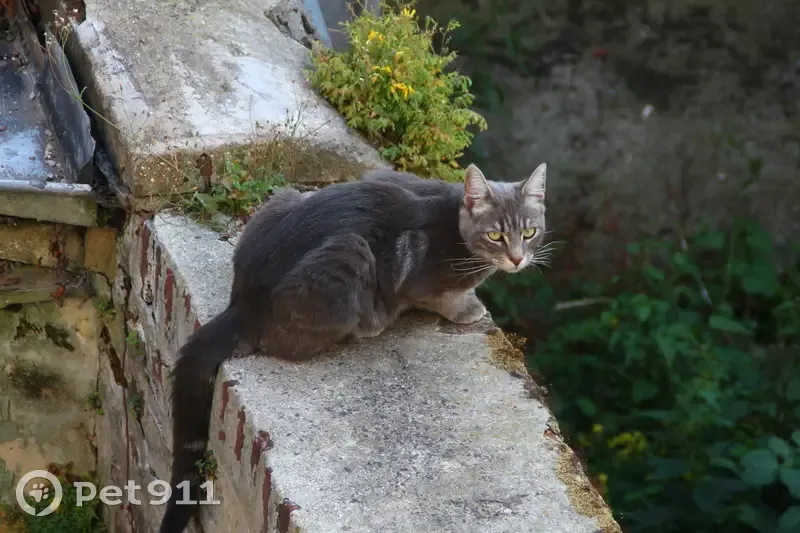 Chat mâle gris tigré disparu à Saint-Quentin - photo