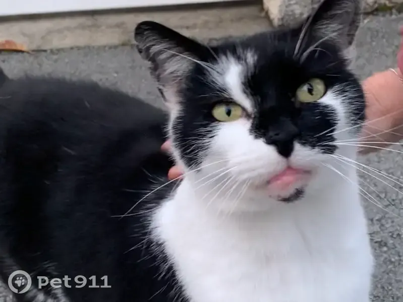 Chat mâle noir et blanc perdu à Lempdes - photo