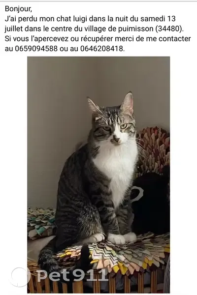 Chat tigré et blanc perdu à Puimisson - photo