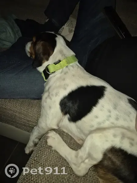 Chien disparu : Jack russe croisé épagneul - photo