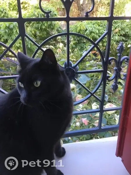 Chat noir castré perdu aux Authieux-sur-Calonne - photo