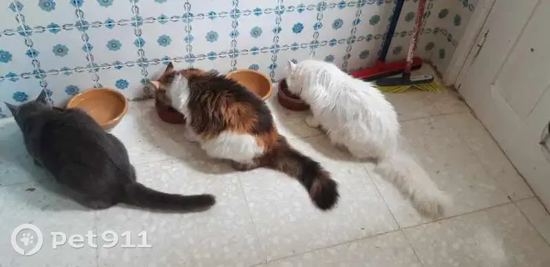 Chatte Blanche disparue à Valdoie - photo
