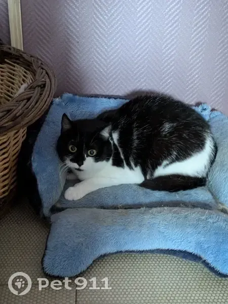 Chatte Perdue: Rue de la Résistance, Frénouville - photo