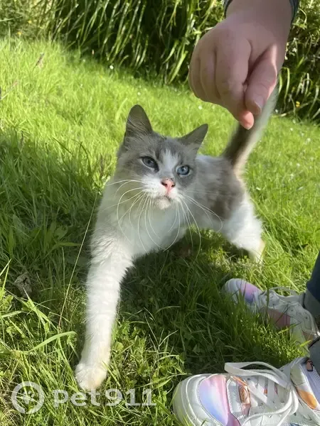 Chatte trouvée, affectueuse, maigre, 4-5 ans - photo