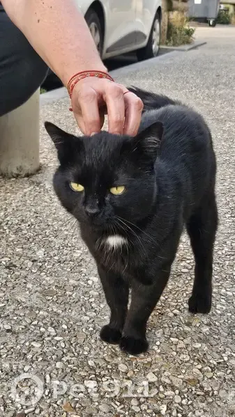 Chat mâle noir trouvé à Nanterre - photo