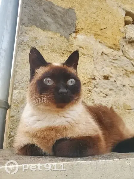 Chatte siamoise adulte perdue à Blasimon - photo