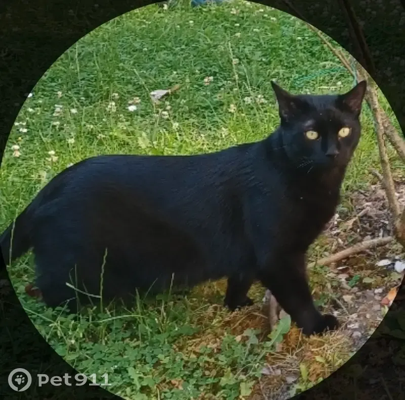 Chat noir disparu, grande taille, Rue Tabouret - photo