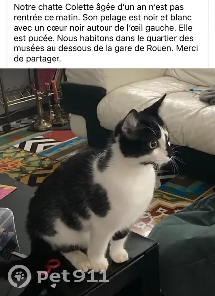 Chatte Colette disparue Rue Faucon, Rouen - photo
