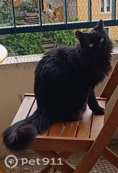 Chat Maine Coon noir perdu - Cours Fauriel - photo