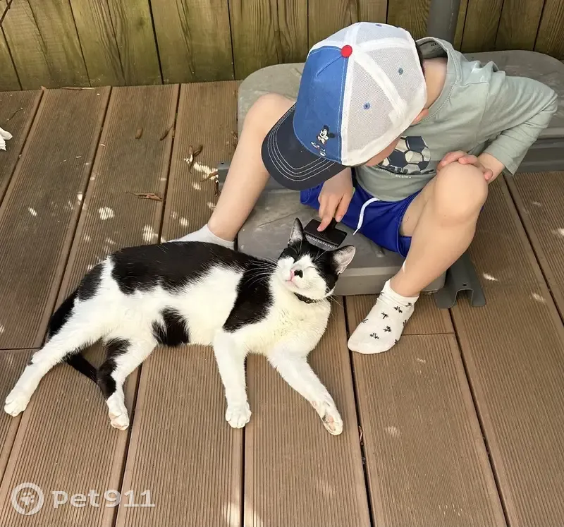 Chat noir et blanc perdu à Valence - photo