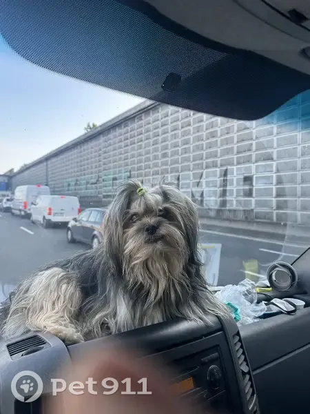 Chien perdu, petite taille, Booghy, Sevran - photo