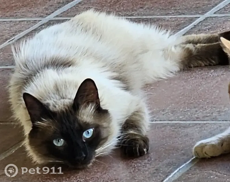Chat Sacré de Birmanie perdu à Cassagnoles - photo