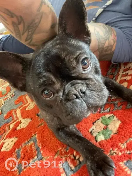 Chien perdu: Bouledogue noir femelle, 15 mois - photo
