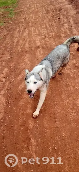 Jeune Husky trouvée à Clermont-l'Hérault - photo