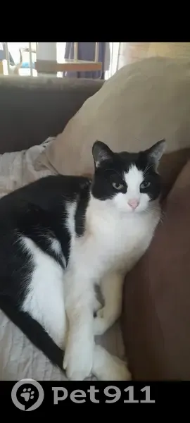 Chat noir et blanc perdu, très peureux - photo