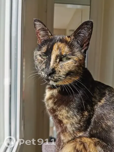 Chatte disparue rue Pasteur à Arpajon - photo