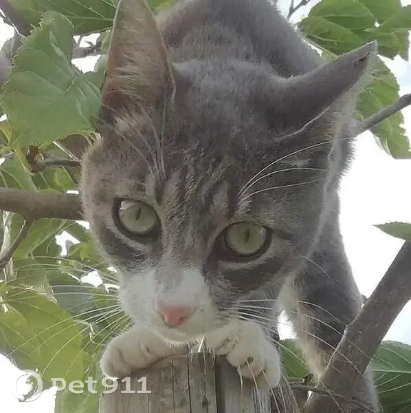 Chat Disparu: Nina, Pucée, Saint-Étienne-du-Bois - photo