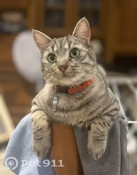 Tigrou, chat tigré perdu à Vichy - photo
