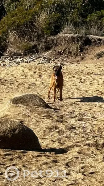 Berger malinois fauve perdu à San-Gavino - photo