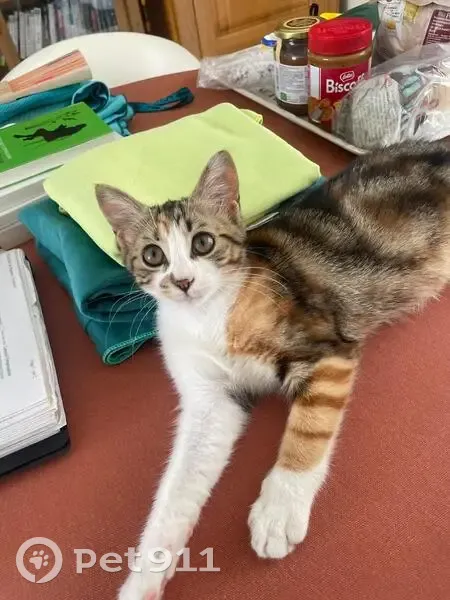 Chaton câlin trouvé Rue Pasteur, Pézenas - photo