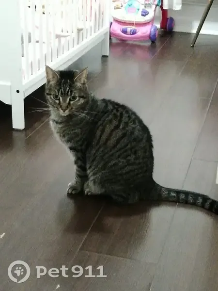 Chat perdu : Piou Piou, petite tigrée, Suresnes - photo