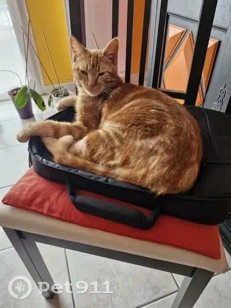 Chat roux tigré 10 mois disparu à Tarasteix - photo