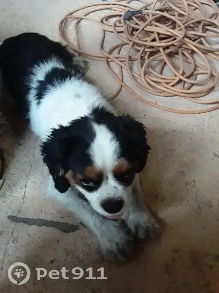 Chien trouvé noir et blanc à Stains - photo