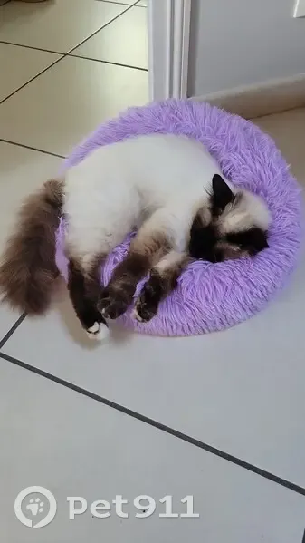 Chatte sacrée de Birmanie perdue à Réaumont - photo