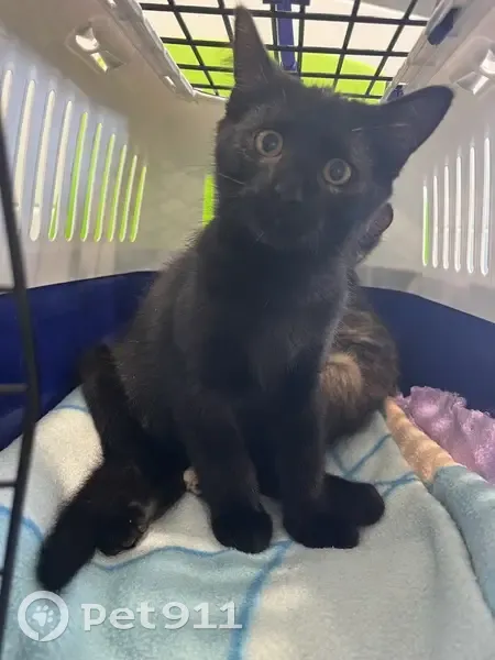 Chaton perdu, 3 mois, Rue de Bourcheuil - photo