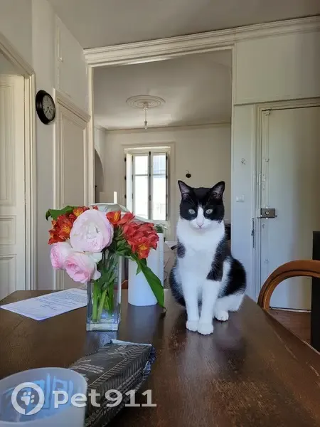 Chat perdu : Theodore, blanc et noir, Nantes - photo