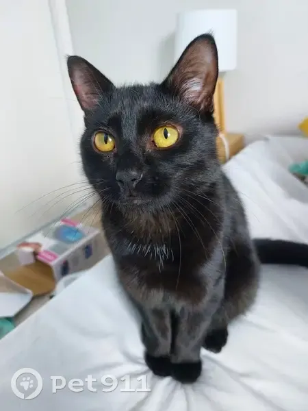 Chat disparu, tâche blanche, craintif, Fourneaux - photo