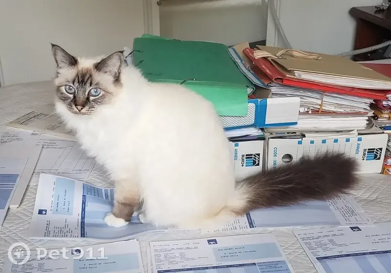 Chatte Sacré de Birmanie perdue à Seilh - photo