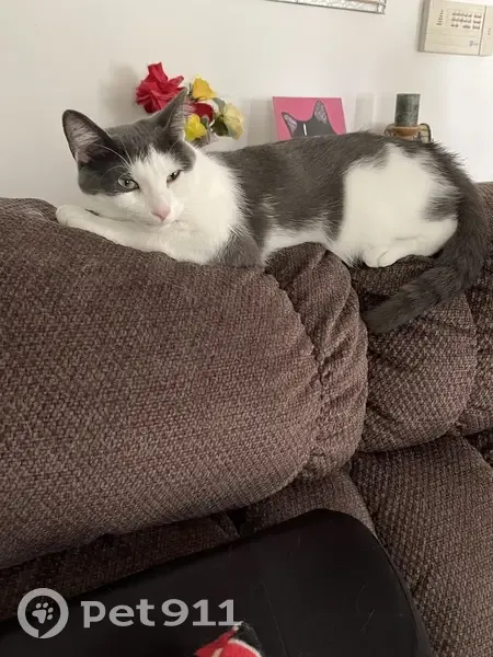 Lost Black & White Cat in Bolingbrook, IL - photo