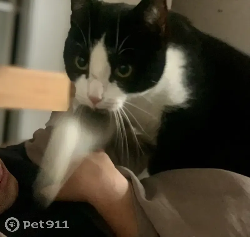 Chat mâle blanc/noir 2 ans perdu à Salies - photo