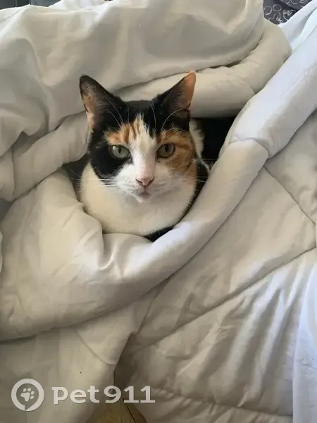 Chat perdu à Nice Nord, secteur Gorbella - photo