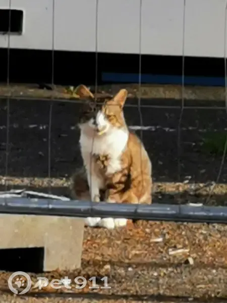 Chat gris et blanc errant à Segré, Avenue Eventard - photo