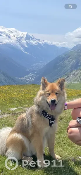 Chienne Eurasier perdue au col du Tricot - photo