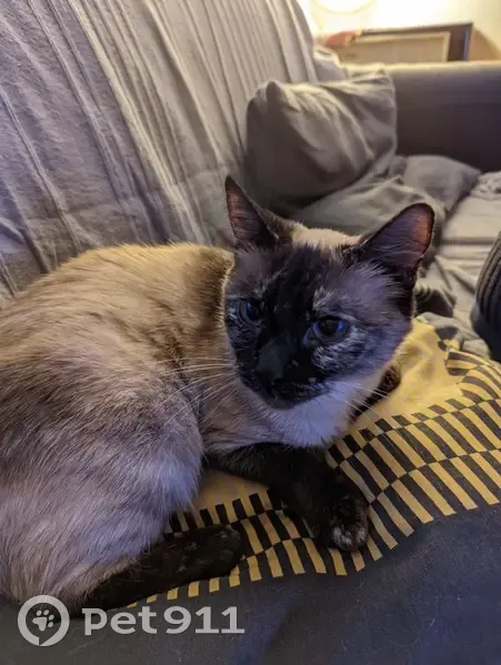Chatte siamoise beige/marron perdue à Bischheim - photo