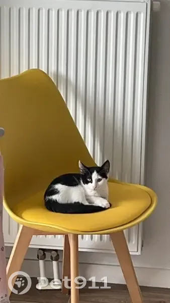 Chat noir et blanc perdu à Caen - photo