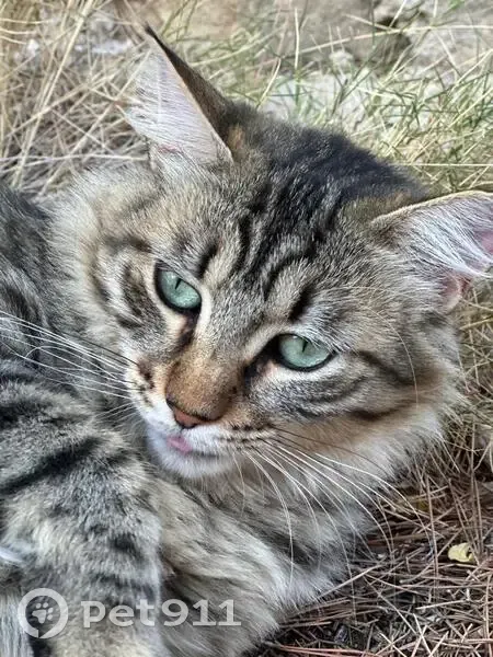 Chat Tchikita 2 ans disparue à La Ciotat - photo