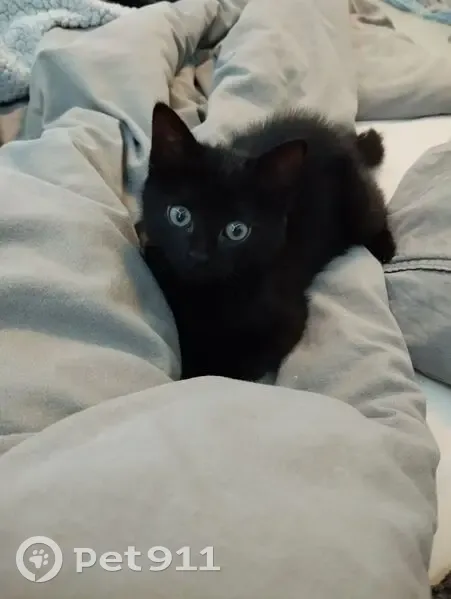 Chaton femelle trouvé à Haubourdin - photo