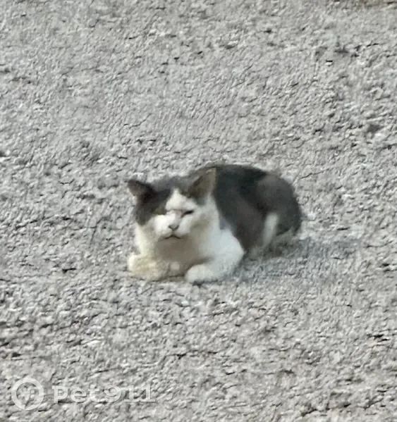 Chat trouvé craintif, Avenue de Pibonson, Mougins - photo