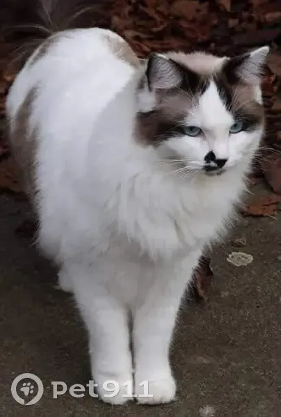 Chatte tricolore Lilou disparue à Vitré - photo