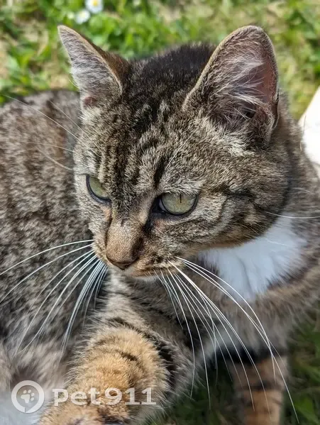 Chatte européenne de 8 ans disparue à Arradon - photo