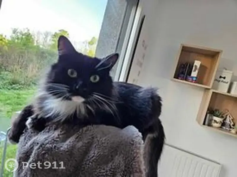 Chat Angora noir et blanc perdu à Cesson - photo
